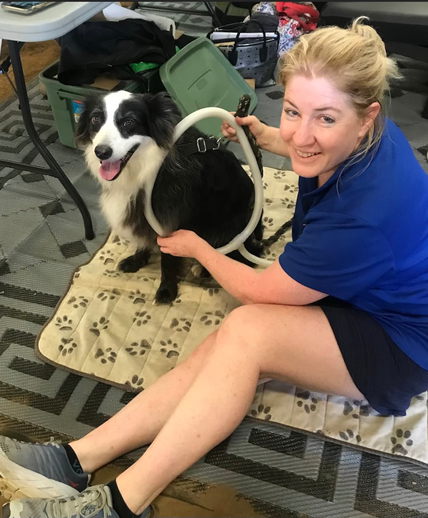 Border collie in a canine PEMF session