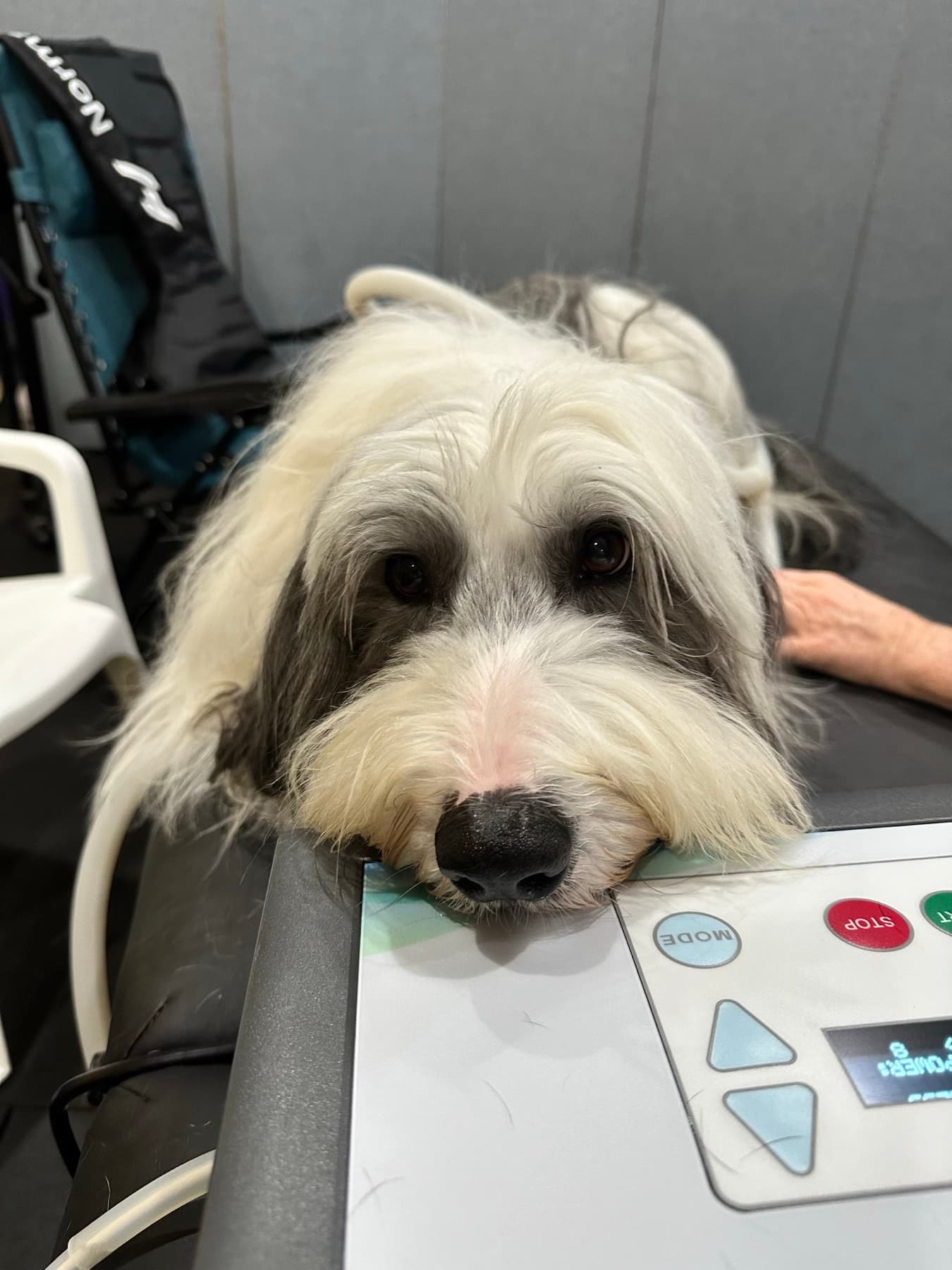 Fluffy dog resting on the MagnaWave machine