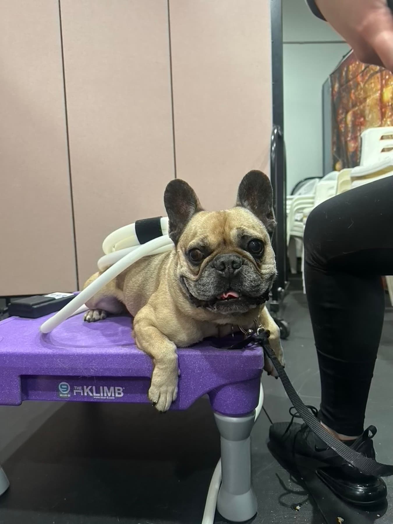 French bulldog on the Klimb platform during PEMF
