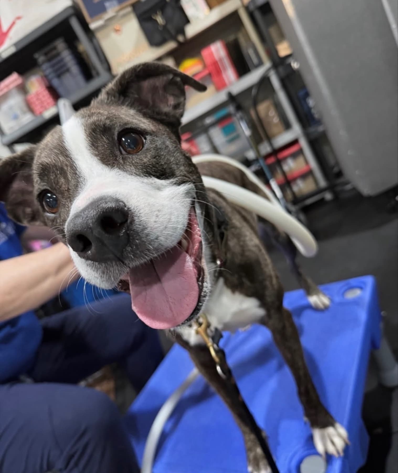 Brindle pit mix mid-session