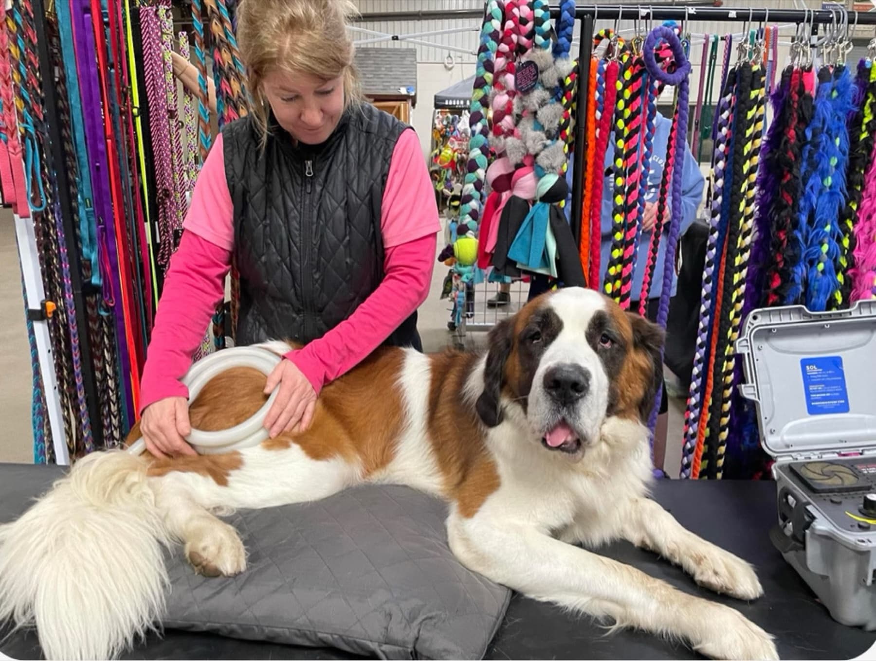 Saint Bernard receiving PEMF therapy