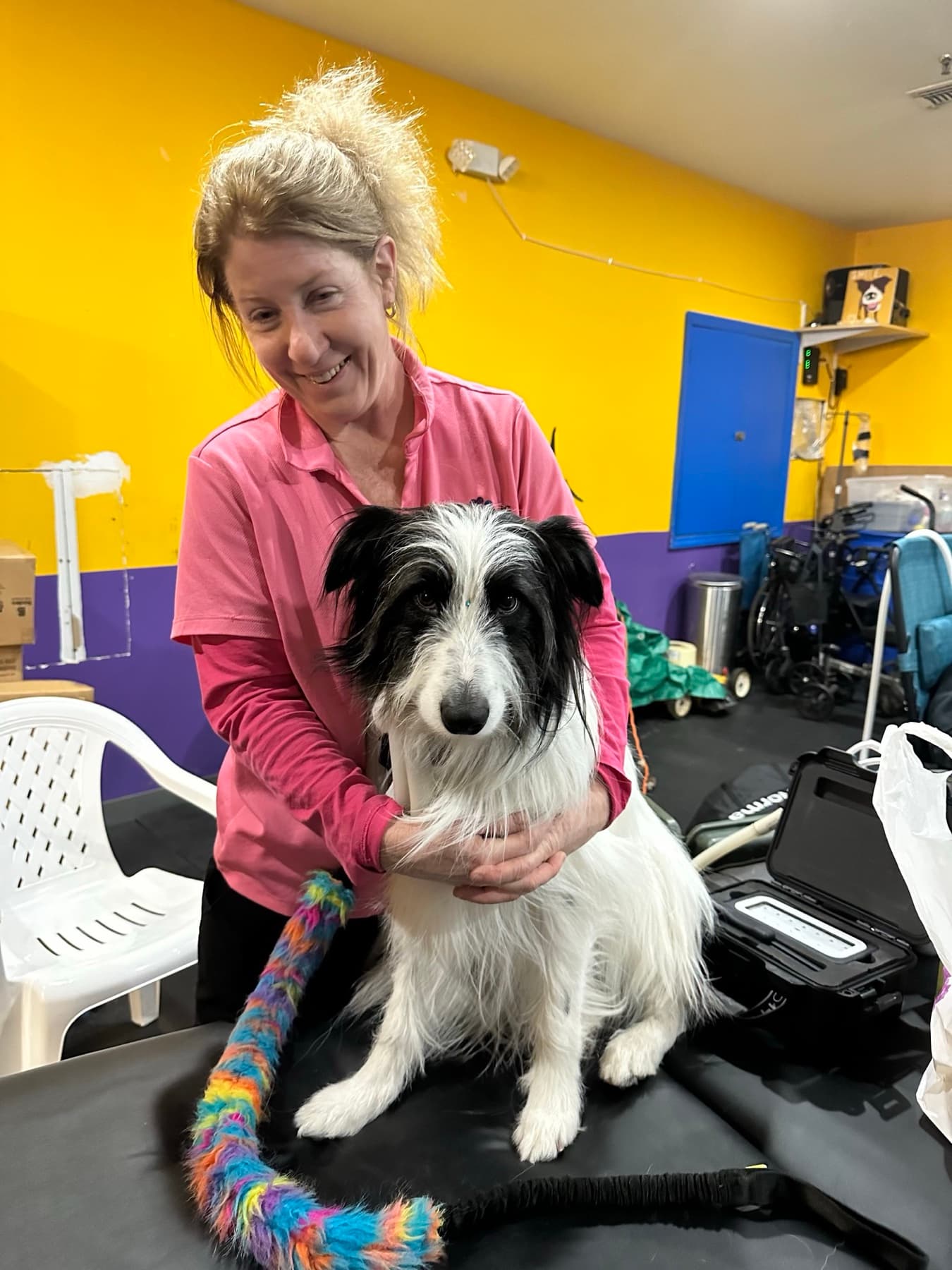 Scruffy terrier mix with the practitioner