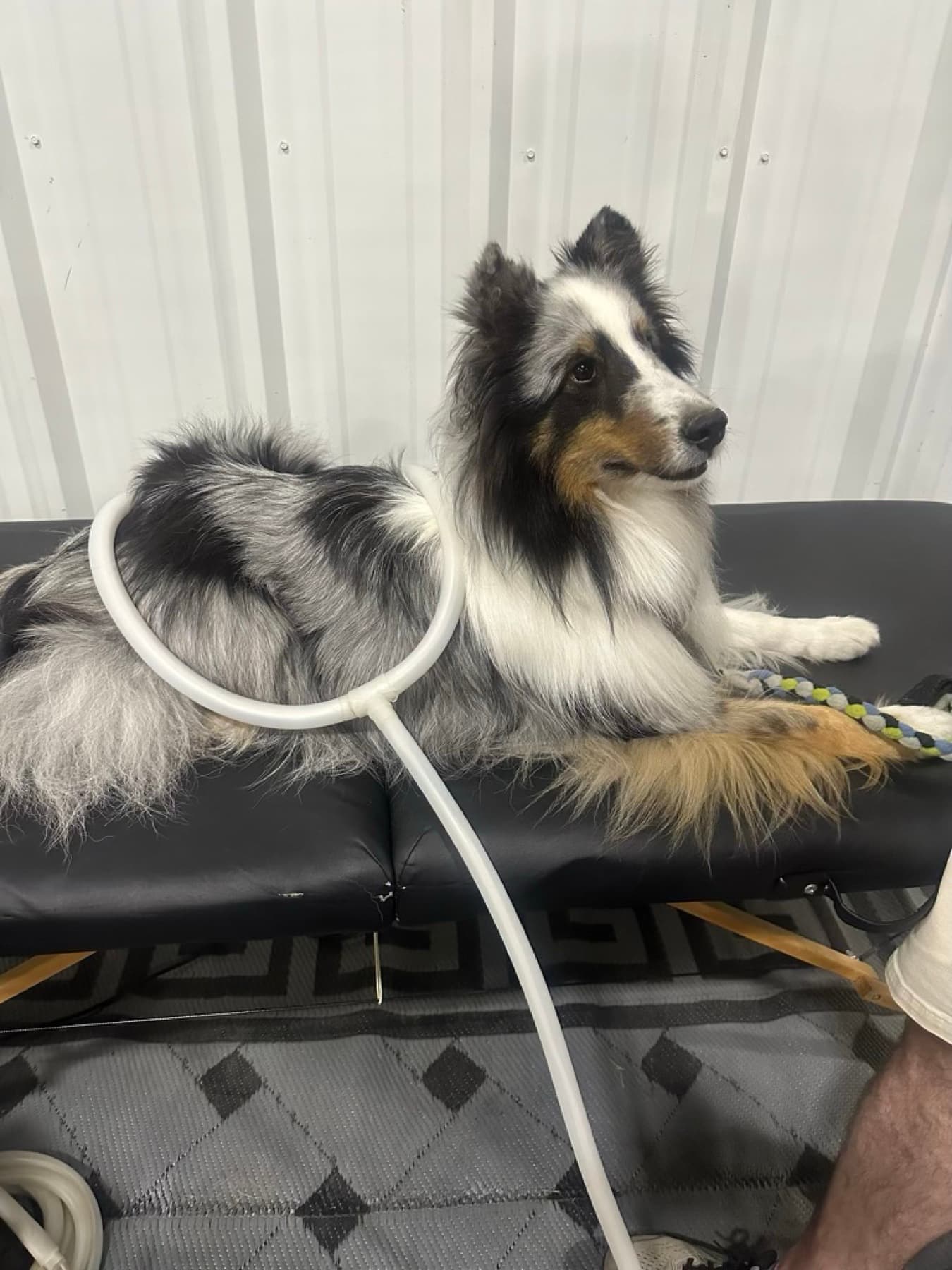 Sheltie relaxing with a PEMF coil