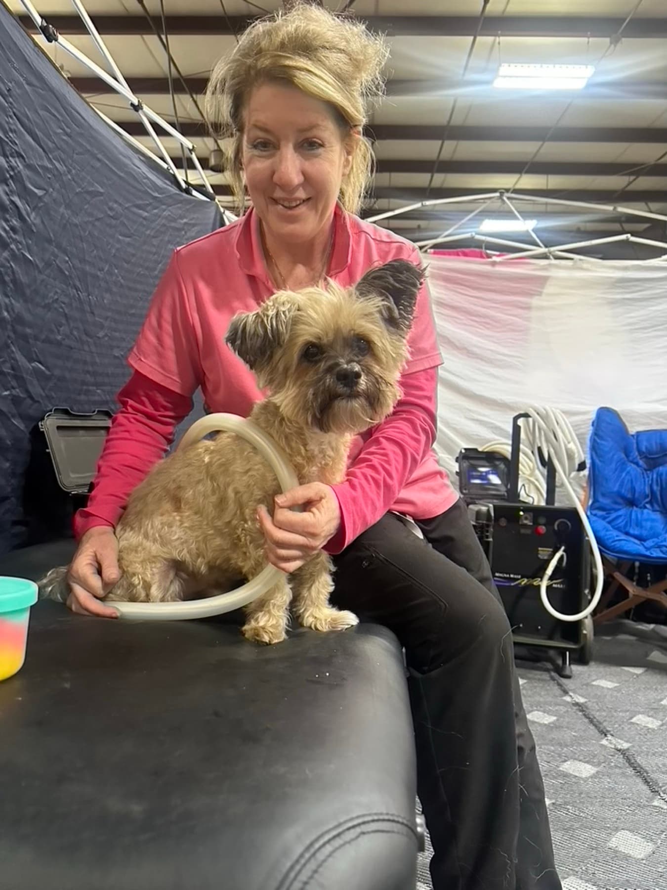 Small terrier with practitioner during a session