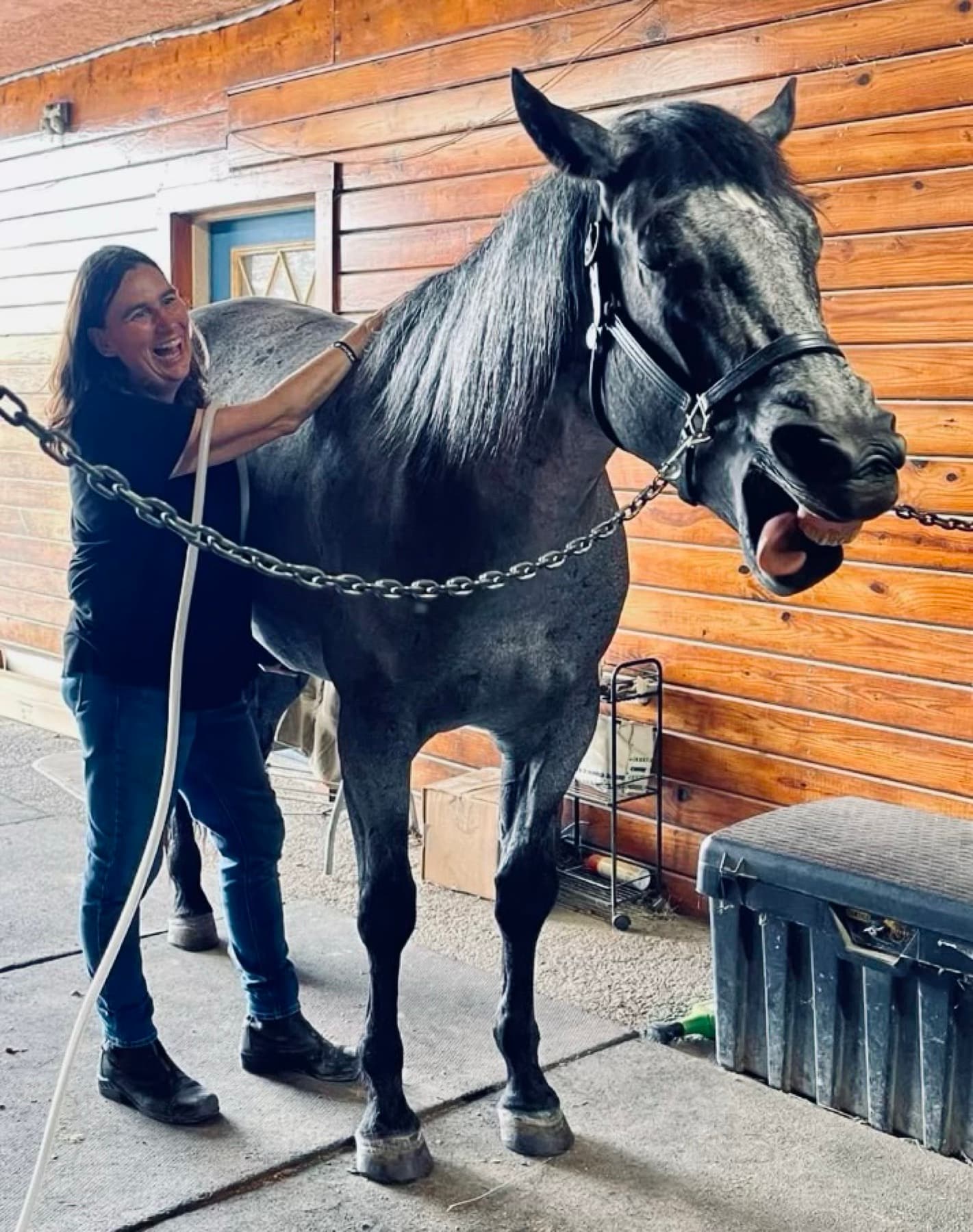 Black horse receiving MagnaWave PEMF therapy with handler