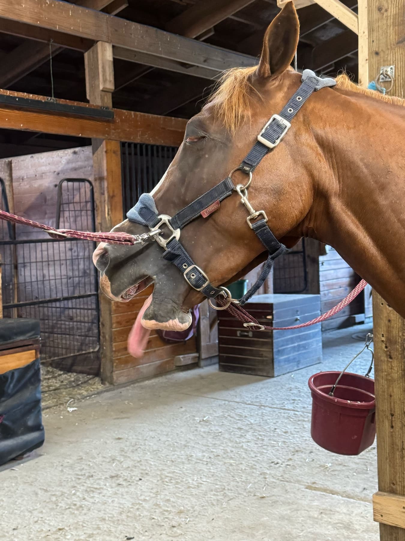 Chestnut horse haltered in stall