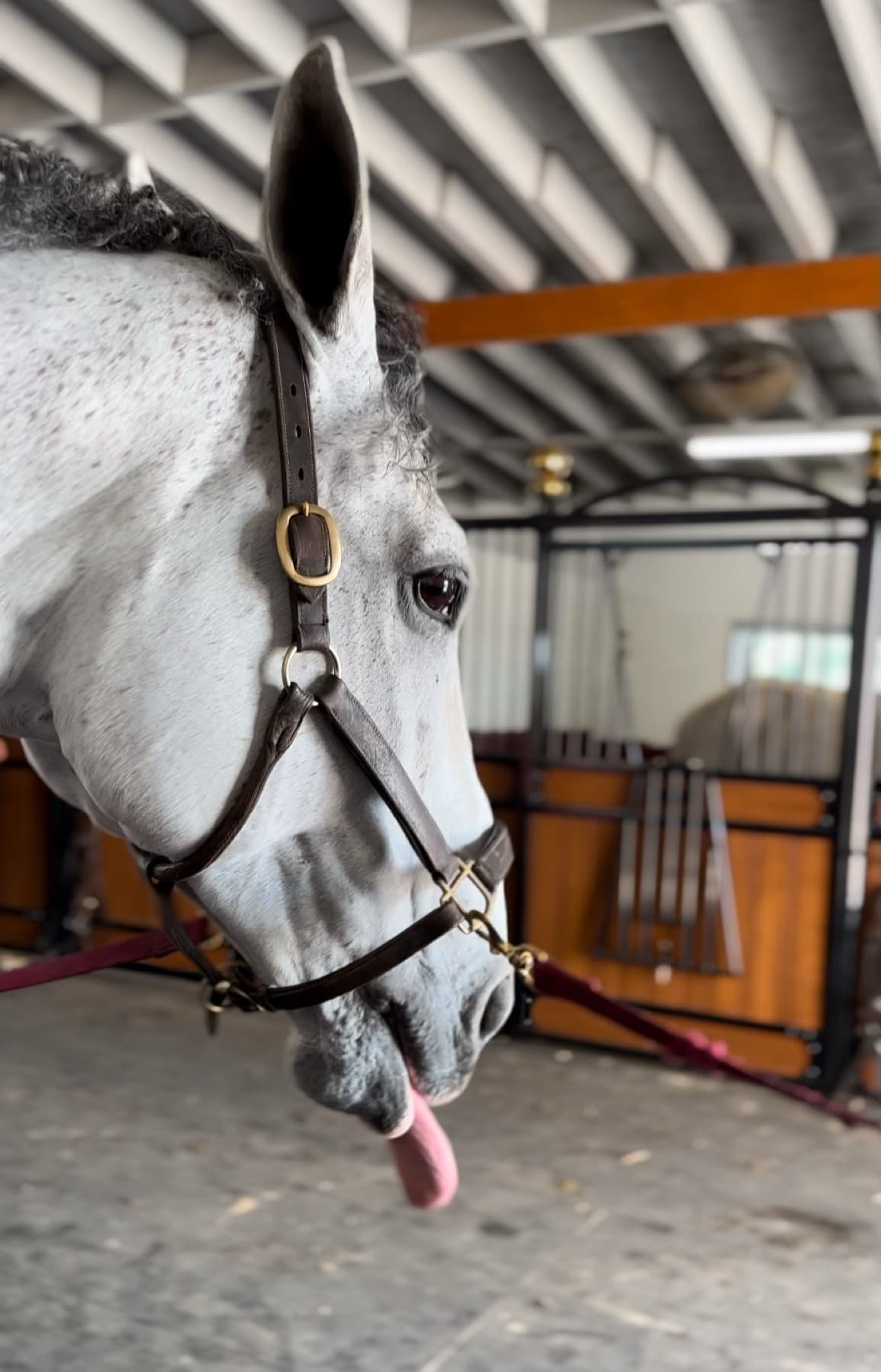 Haflinger with PEMF coil during a session